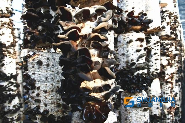 1656553472209148.jpg 17-04-43-61-283825.jpg